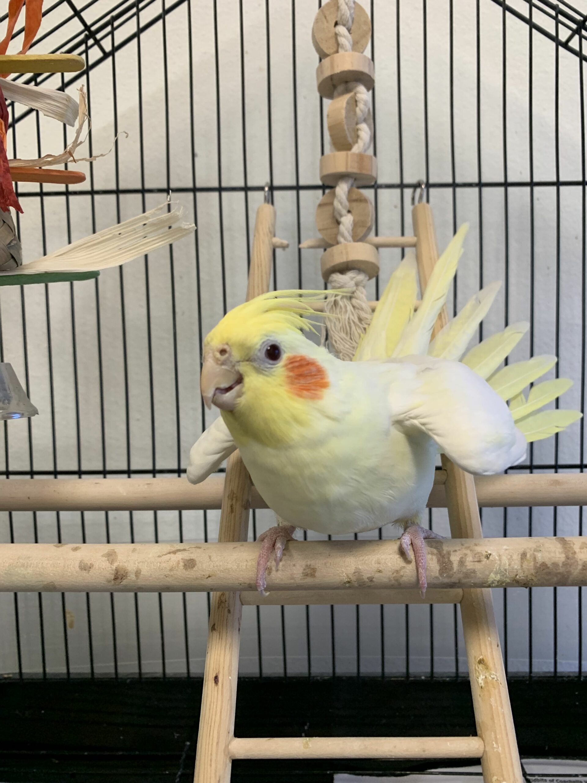 Yellow and white cockatiel.