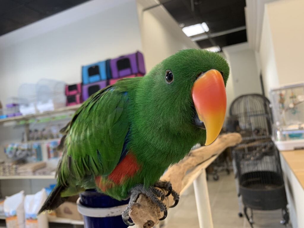 Male Eclectus