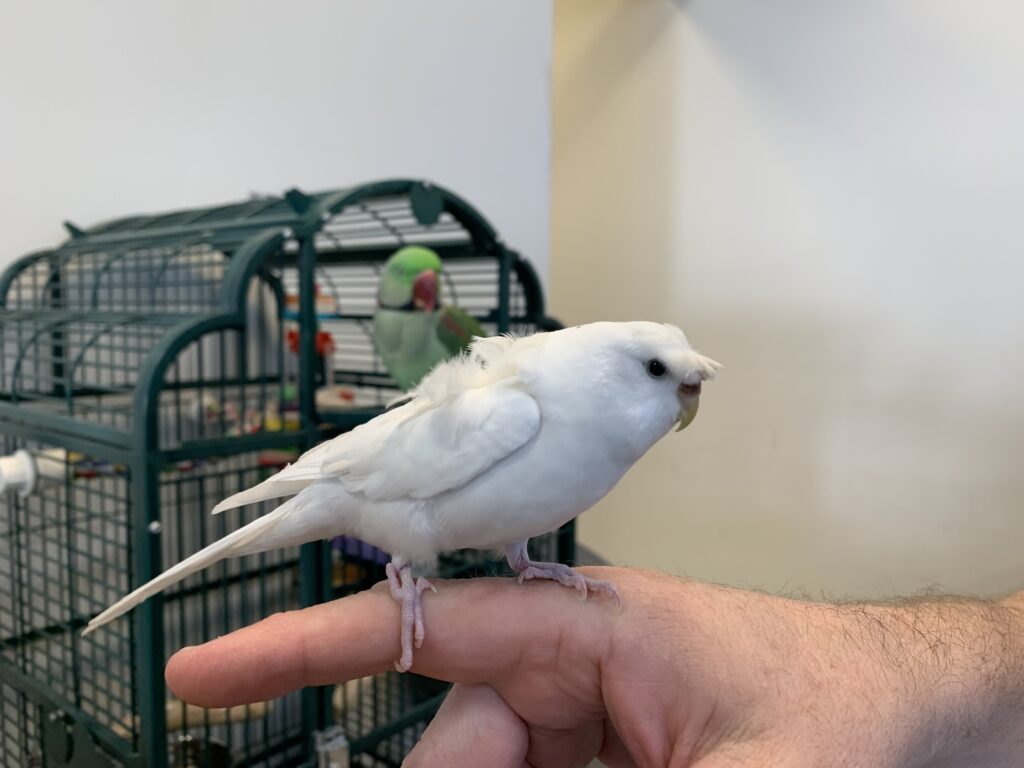 Helicopter Budgie